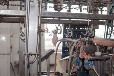 Fabrika tavuk eti üretimi için. teknolojik işlem.