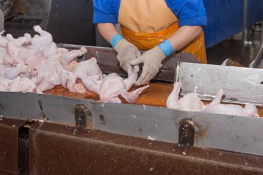 gıda endüstrisinde işleme kümes hayvanları. et üretimi.