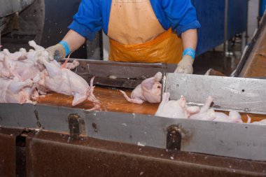 gıda endüstrisinde işleme kümes hayvanları. et üretimi.