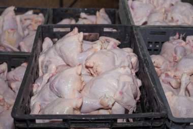 gıda endüstrisinde işleme kümes hayvanları. et üretimi.