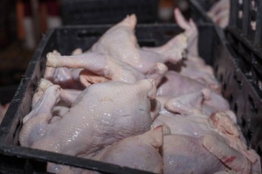 gıda endüstrisinde işleme kümes hayvanları. et üretimi.