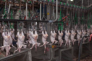Fabrika tavuk eti üretimi için. teknolojik işlem.