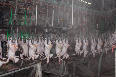 Fabrika tavuk eti üretimi için. teknolojik işlem.