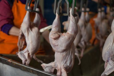 Fabrika tavuk eti üretimi için. teknolojik işlem.