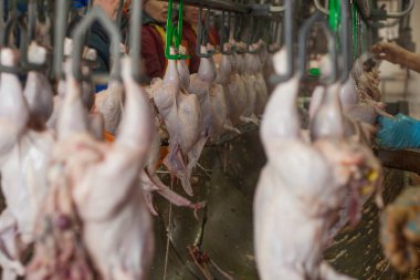 Fabrika tavuk eti üretimi için. teknolojik işlem.