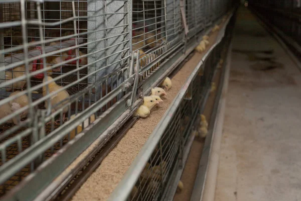 Un montón de pollitos en la granja agrícola — Foto de Stock