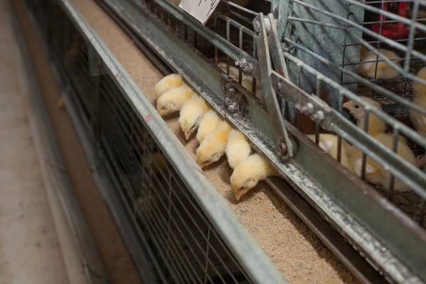 Un montón de pollitos en la granja agrícola — Foto de Stock