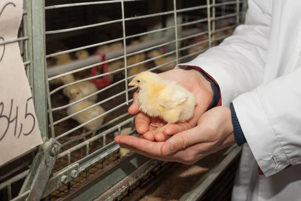 Granjero sosteniendo un pequeño pollo en su granja — Foto de Stock