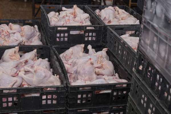 Fjäderfä bearbetning i livsmedelsindustrin. köttproduktion. — Stockfoto