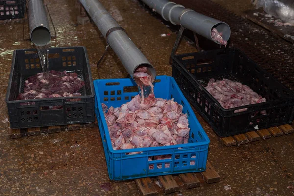 Poultry processing in food industry. meat production. — Stock Photo, Image