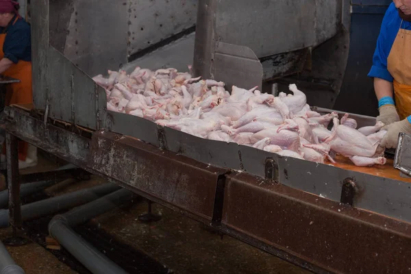 Procesamiento de aves en la industria alimentaria. producción de carne . — Foto de Stock