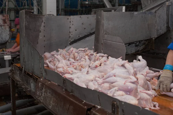 poultry processing in food industry. meat production.