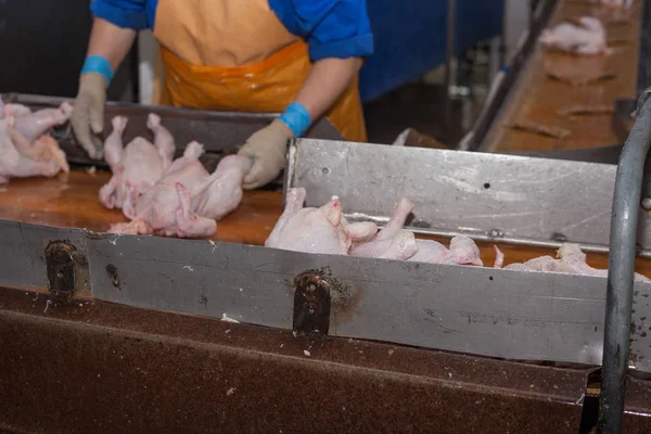 poultry processing in food industry. meat production.