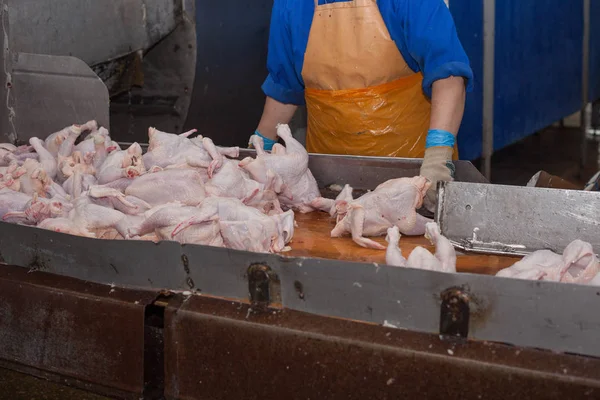 Procesamiento de aves en la industria alimentaria. producción de carne . — Foto de Stock