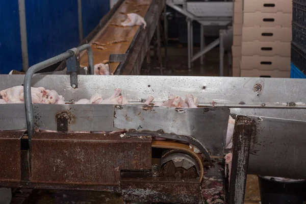 Poultry processing in food industry. meat production. — Stock Photo, Image