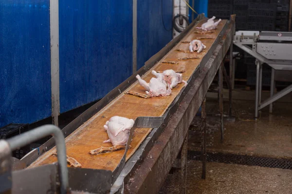 Zakłady drobiarskie w przemyśle spożywczym. produkcja mięsa. — Zdjęcie stockowe