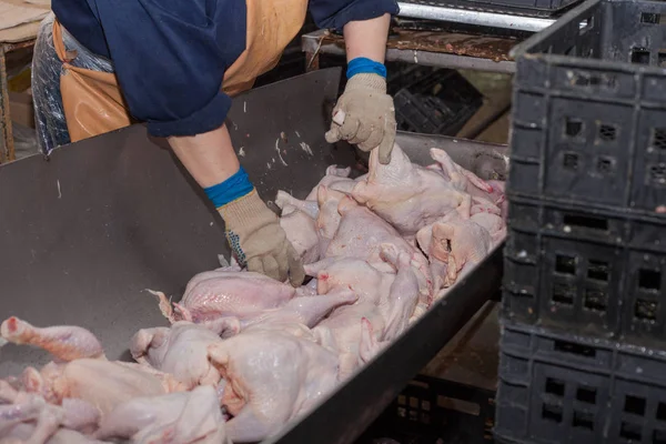 Переробка птиці в харчовій промисловості. виробництво м'яса . — стокове фото