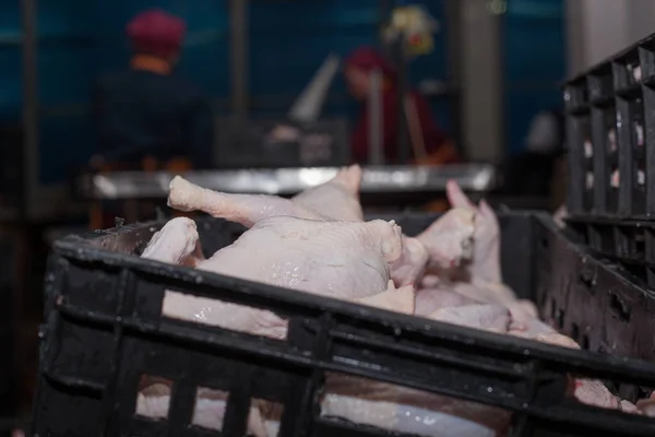 Fjäderfä bearbetning i livsmedelsindustrin. köttproduktion. — Stockfoto