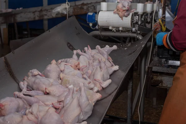 Procesamiento de aves en la industria alimentaria. producción de carne . — Foto de Stock