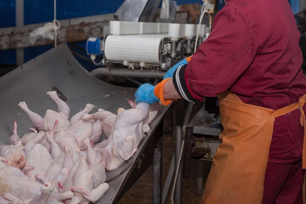 Procesamiento de aves en la industria alimentaria. producción de carne . — Foto de Stock