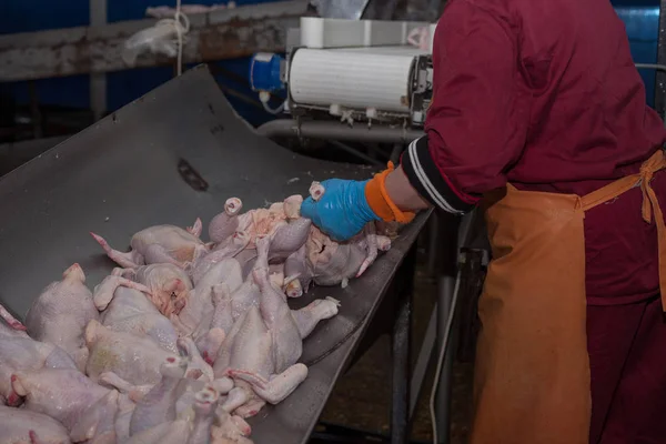 Procesamiento de aves en la industria alimentaria. producción de carne . — Foto de Stock