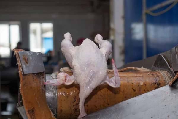 Fjäderfä bearbetning i livsmedelsindustrin. köttproduktion. — Stockfoto