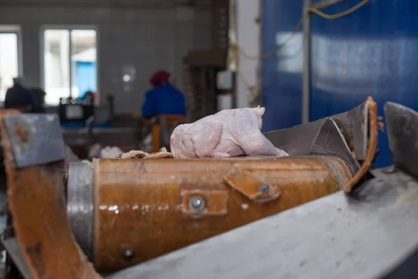 Poultry processing in food industry. meat production. — Stock Photo, Image