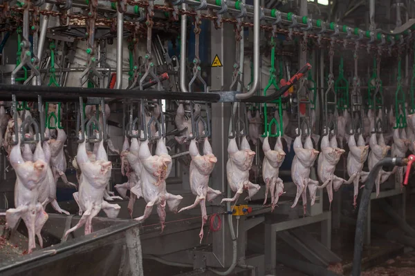 Fabrik för tillverkning av kycklingkött. teknisk process. — Stockfoto