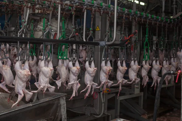 Fábrica para la producción de carne de pollo. proceso tecnológico . — Foto de Stock