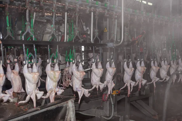 Fábrica para la producción de carne de pollo. proceso tecnológico . — Foto de Stock