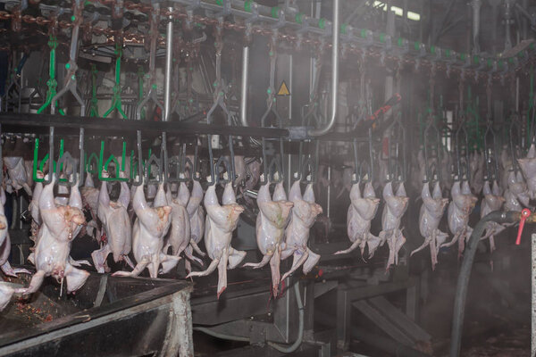 завод по производству куриного мяса. технологический процесс
.