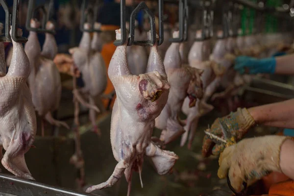 Fabrik för tillverkning av kycklingkött. teknisk process. — Stockfoto