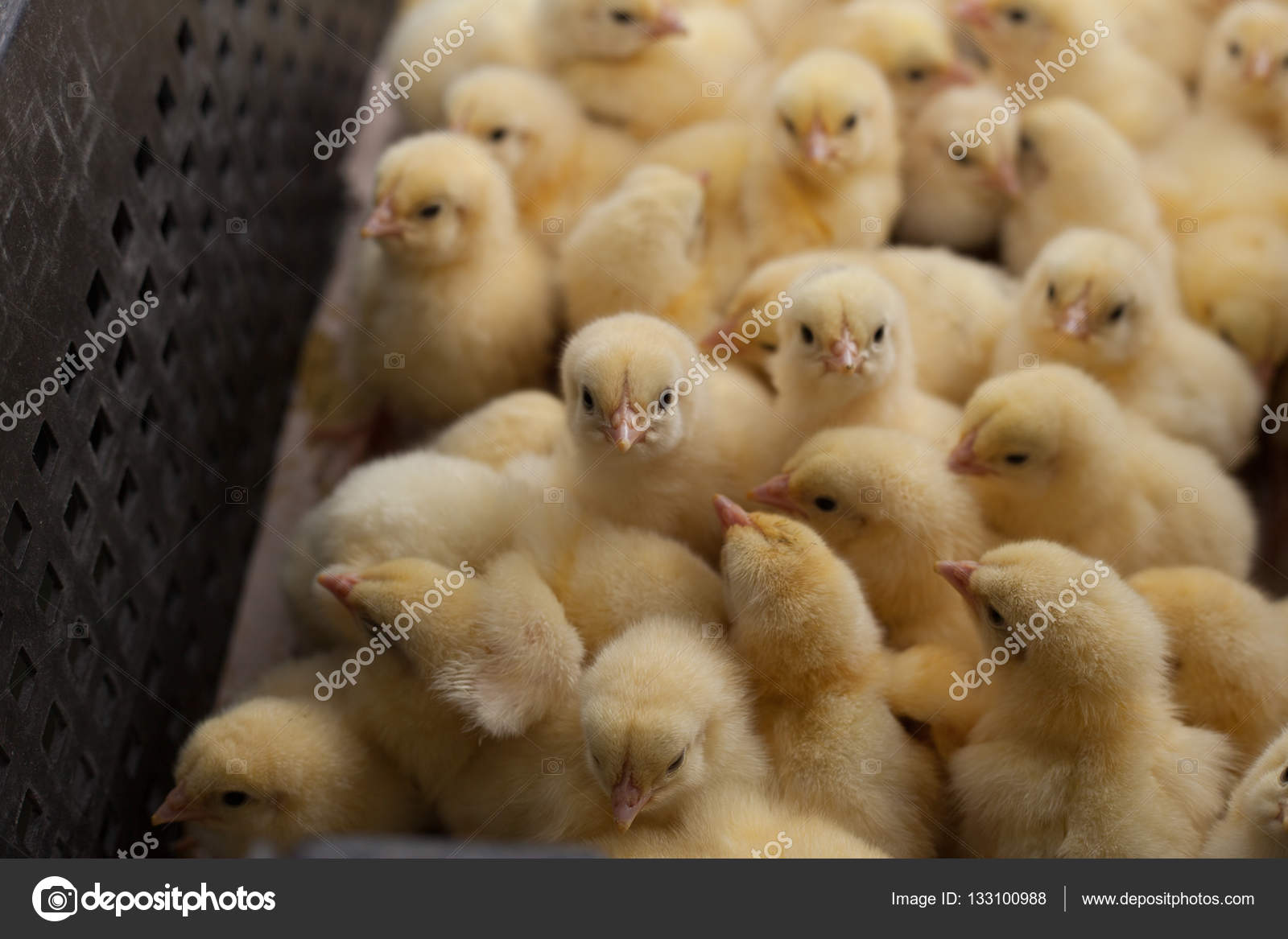 Lots Of Chicks