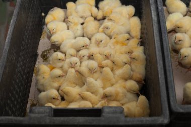 küçük civciv tarım çiftliğinde bir kutu içinde bir sürü  