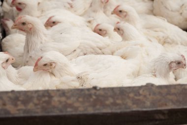 Tavuk çiftliği. Broiler tavuk bir kafes içinde.