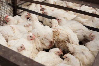 Tavuk çiftliği. Broiler tavuk bir kafes içinde.