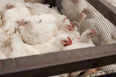 Tavuk çiftliği. Broiler tavuk bir kafes içinde.