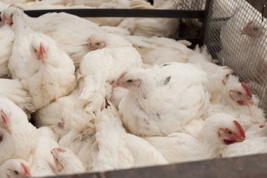 Tavuk çiftliği. Broiler tavuk bir kafes içinde.