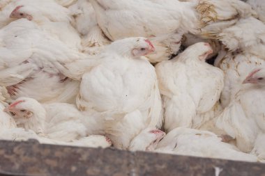 Tavuk çiftliği. Broiler tavuk bir kafes içinde.