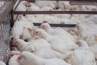 Tavuk çiftliği. Broiler tavuk bir kafes içinde.