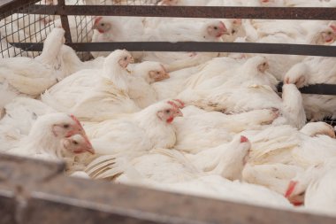 Tavuk çiftliği. Broiler tavuk bir kafes içinde.