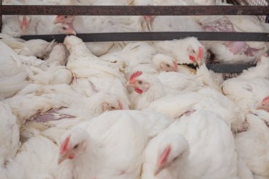 Tavuk çiftliği. Broiler tavuk bir kafes içinde.