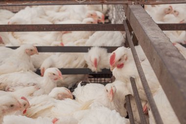 Tavuk çiftliği. Broiler tavuk bir kafes içinde.