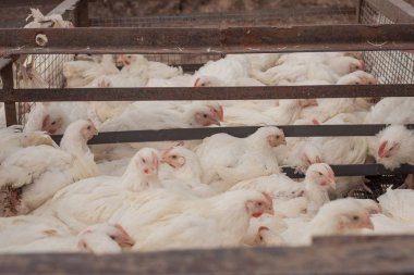 Tavuk çiftliği. Broiler tavuk bir kafes içinde.