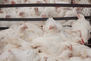 Tavuk çiftliği. Broiler tavuk bir kafes içinde.
