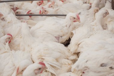 Tavuk çiftliği. Broiler tavuk bir kafes içinde.