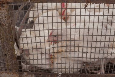 Tavuk çiftliği. Broiler tavuk bir kafes içinde.
