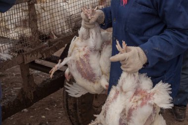 Fabrika tavuk gıda ürünleri imalatı. döngüsü üretim süreci.