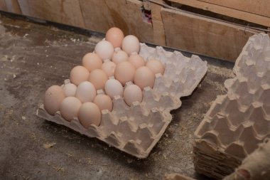 Fabrika yumurta ve tavuk üretimi için.