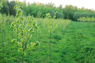 Çok genç ağaç orman parkta büyümek. Orman koruma kavramı.
